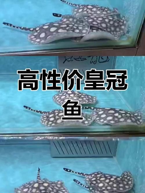 皇冠魚6個品種圖片：海洋科普:熱帶海域的美麗魚類——紅尾皇冠魚