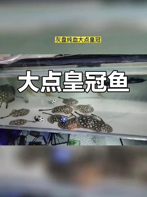皇冠魚6個品種圖片：海洋科普:熱帶海域的美麗魚類——紅尾皇冠魚