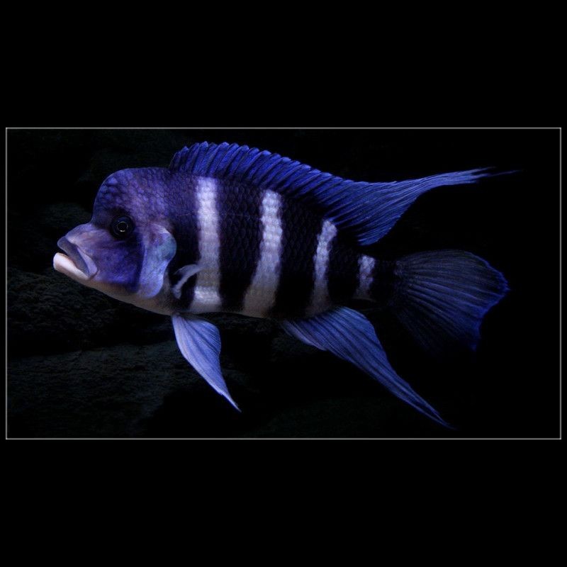 皇冠魚6個品種圖片：海洋科普:熱帶海域的美麗魚類——紅尾皇冠魚