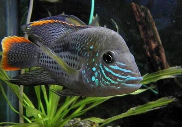 皇冠魚6個品種圖片：海洋科普:熱帶海域的美麗魚類——紅尾皇冠魚
