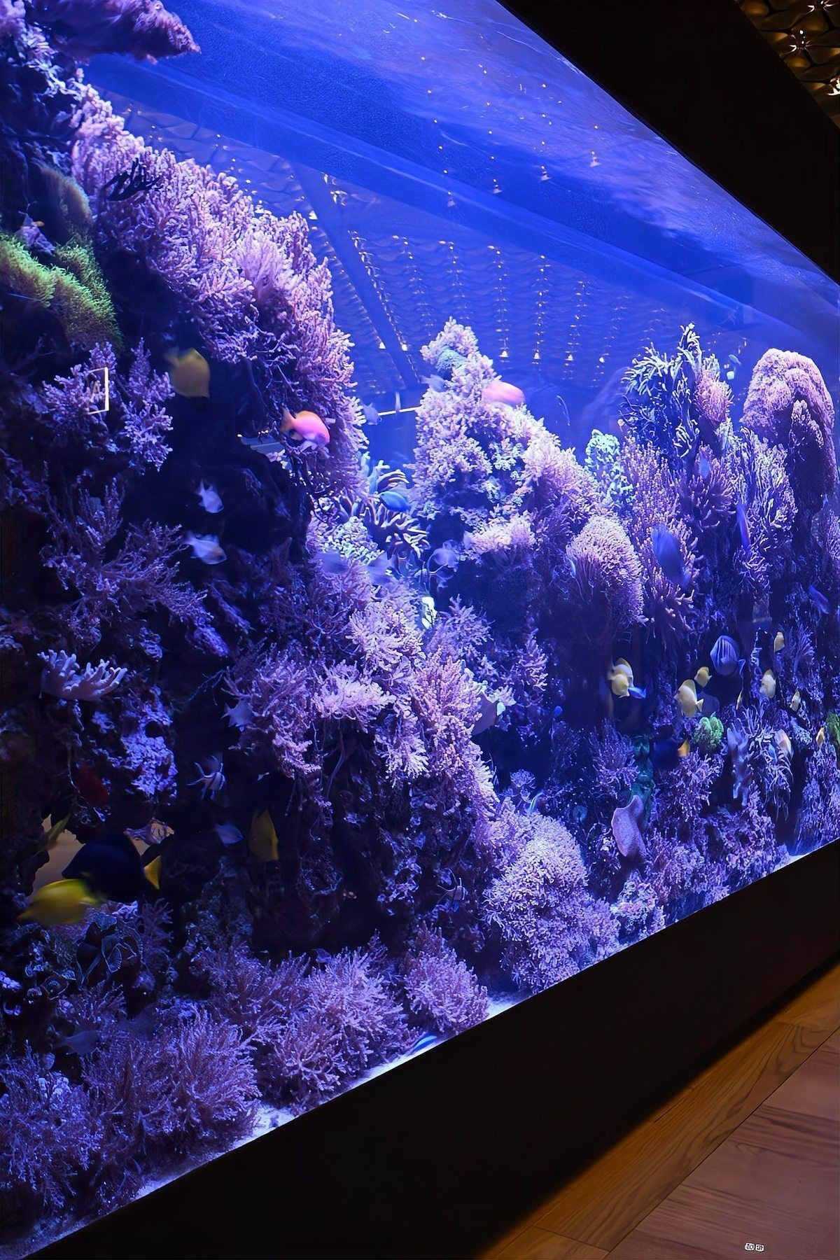 楚雄彝族自治州魚缸定做：楚雄彝族自治州魚缸定做服務