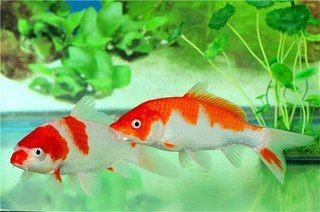 家里養鯊魚對風水好不好：關于家中養鯊魚的風水魚混養