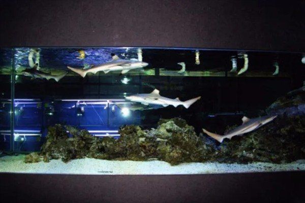 家里養鯊魚對風水好不好：關于家中養鯊魚的風水魚混養