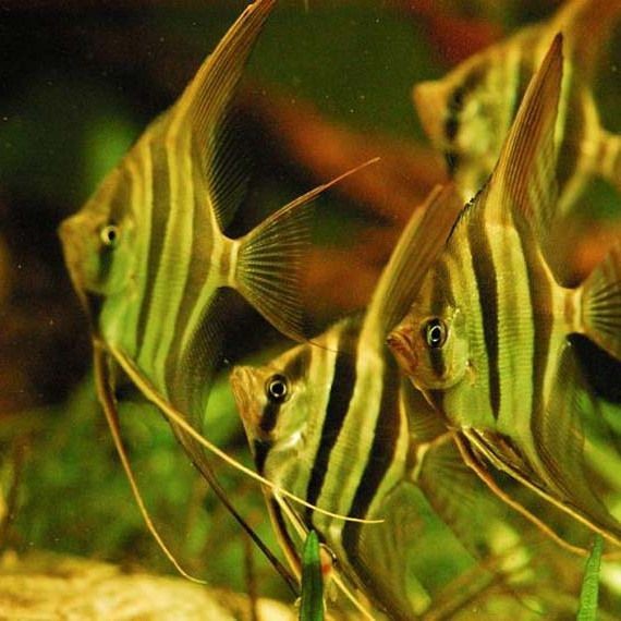 和埃及混養(yǎng)的魚：《和埃及混養(yǎng)的魚》以獨特的視角切入埃及水域生態(tài)
