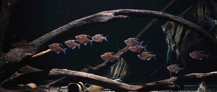 和埃及混養(yǎng)的魚：《和埃及混養(yǎng)的魚》以獨特的視角切入埃及水域生態(tài)