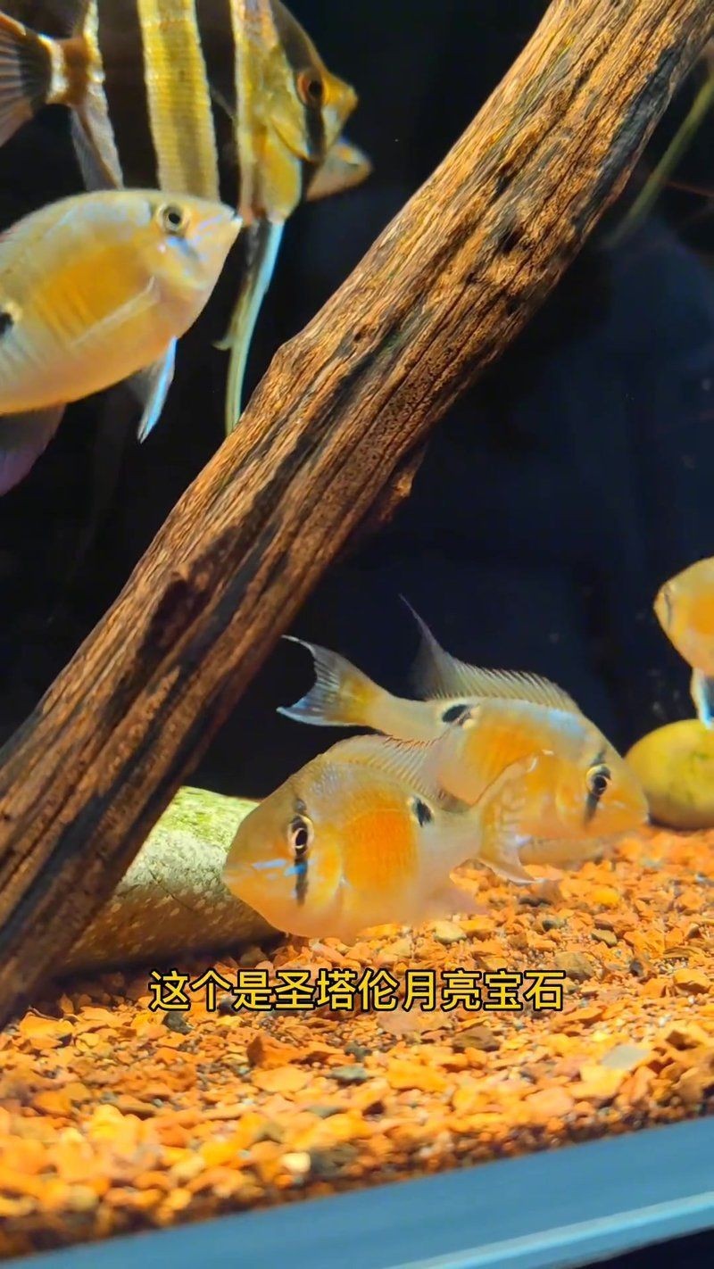 和埃及混養(yǎng)的魚：《和埃及混養(yǎng)的魚》以獨特的視角切入埃及水域生態(tài)