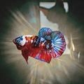 和埃及混養(yǎng)的魚：《和埃及混養(yǎng)的魚》以獨特的視角切入埃及水域生態(tài)