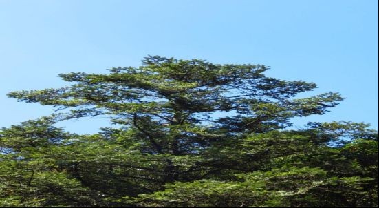 國(guó)家二級(jí)保護(hù)植物名單：關(guān)于國(guó)家二級(jí)保護(hù)植物的綜合整理