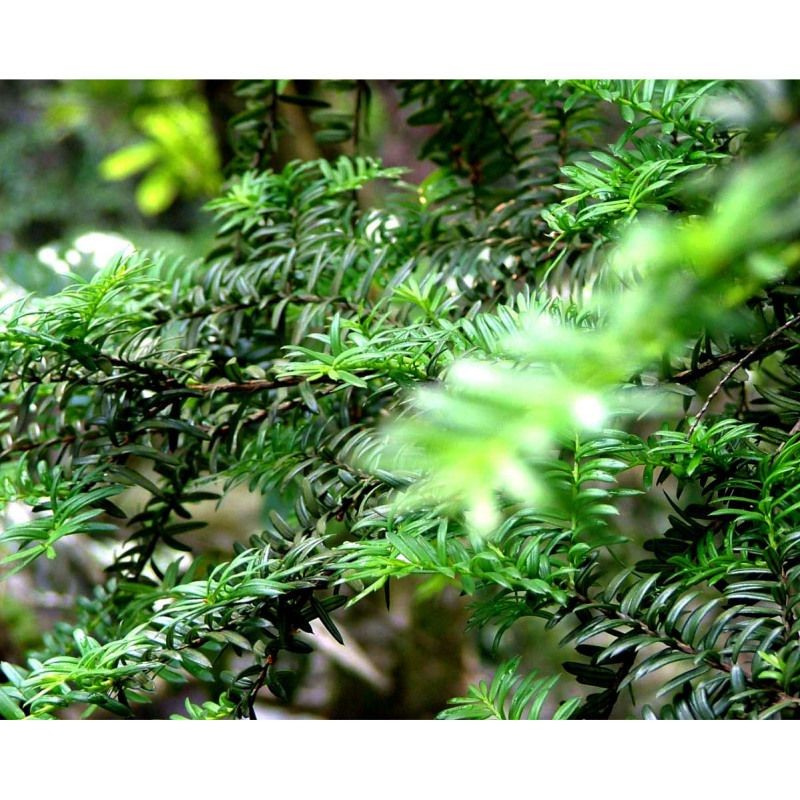 國(guó)家二級(jí)保護(hù)植物名單：關(guān)于國(guó)家二級(jí)保護(hù)植物的綜合整理