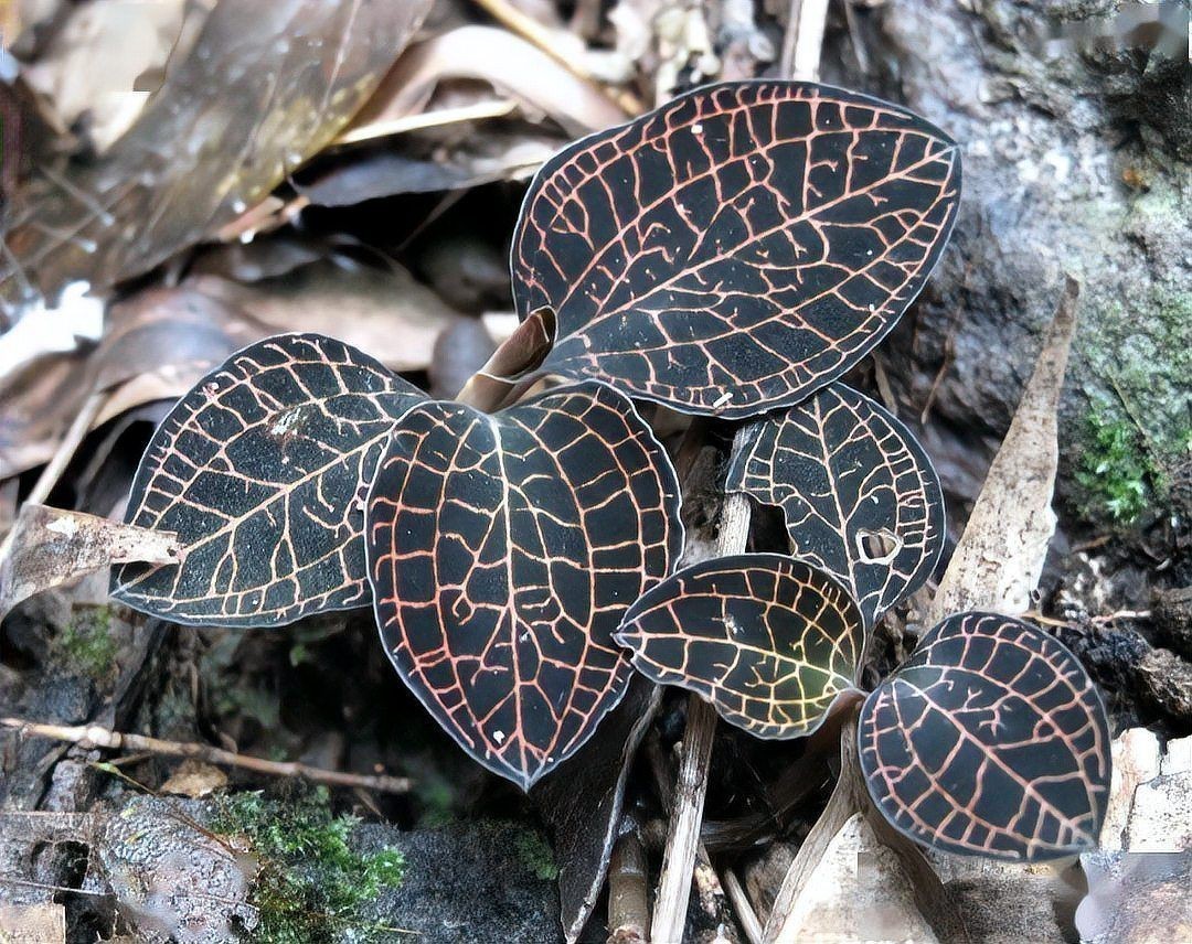 國(guó)家二級(jí)保護(hù)植物名單：關(guān)于國(guó)家二級(jí)保護(hù)植物的綜合整理