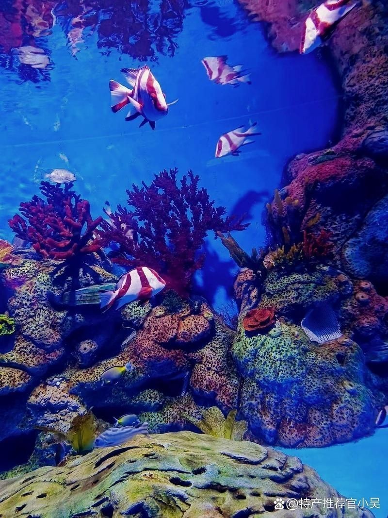 平頂山水族店：平頂山水族店怎么樣？ 平頂山水族店：平頂山水族店怎么樣？ 全國水族館企業名錄 第6張