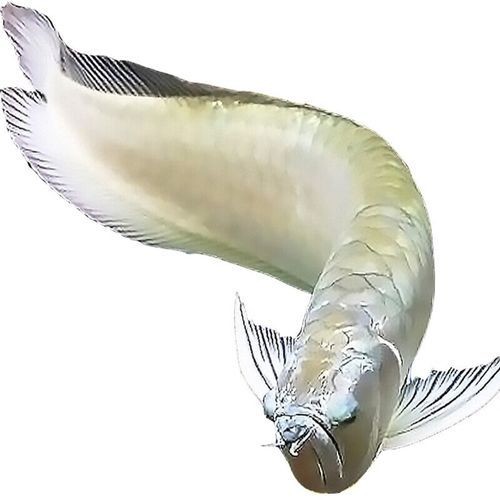 七彩銀龍魚長大后圖片:**《七彩銀龍魚長大后圖片》 龍魚百科 第19張 七彩銀龍魚長大后圖片:**《七彩銀龍魚長大后圖片》 七彩銀龍魚長大后圖片:**《七彩銀龍魚長大后圖片》 龍魚百科 第19張