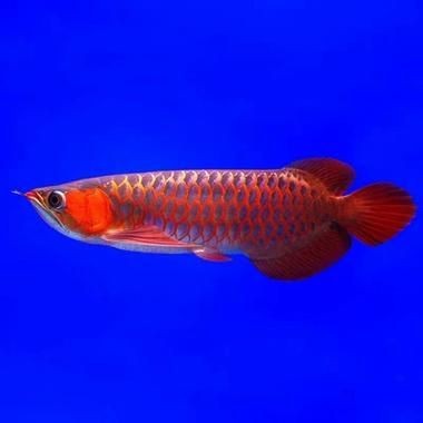 七彩銀龍魚長大后圖片:**《七彩銀龍魚長大后圖片》 龍魚百科 第17張 七彩銀龍魚長大后圖片:**《七彩銀龍魚長大后圖片》 七彩銀龍魚長大后圖片:**《七彩銀龍魚長大后圖片》 龍魚百科 第17張