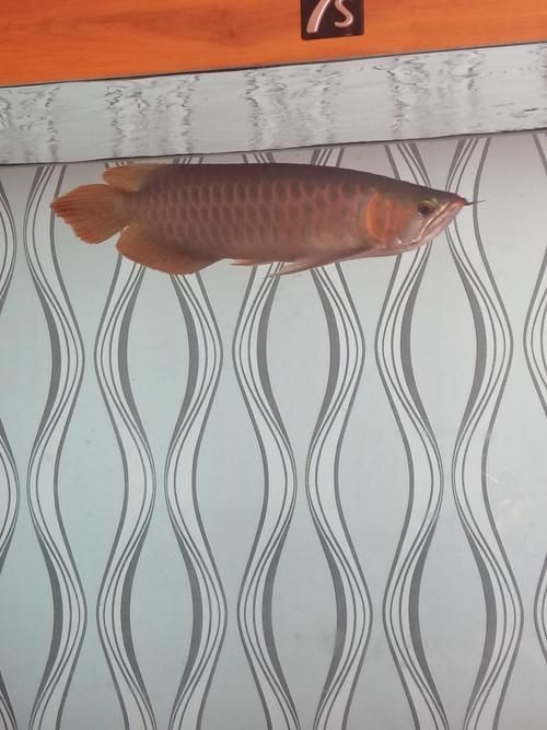 號半龍魚咬人后圖片：“號半龍魚咬人后”圖片引發關注