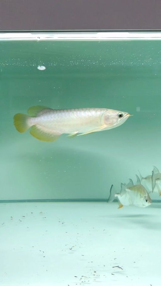 號半龍魚咬人后圖片：“號半龍魚咬人后”圖片引發關注