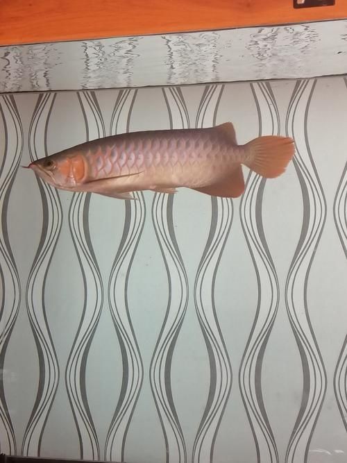 號半龍魚咬人后圖片：“號半龍魚咬人后”圖片引發關注