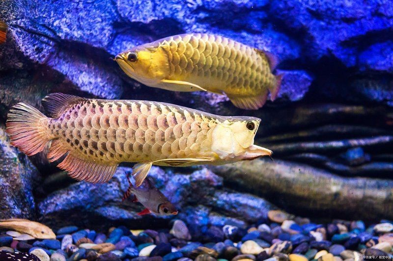 皇宮vip龍魚怎么樣：剖析皇宮vip龍魚的品種特性、飼養哲學與鑒賞要訣