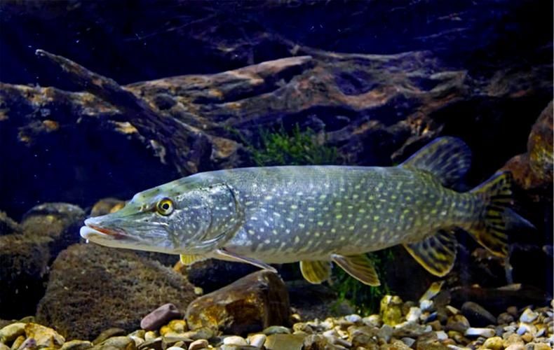 狗魚牙齒圖片：探秘長壽魚種——狗魚的獨特特征與生存之道