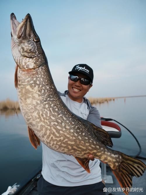 狗魚牙齒圖片：探秘長壽魚種——狗魚的獨特特征與生存之道