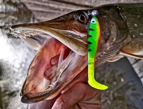狗魚牙齒圖片：探秘長壽魚種——狗魚的獨特特征與生存之道