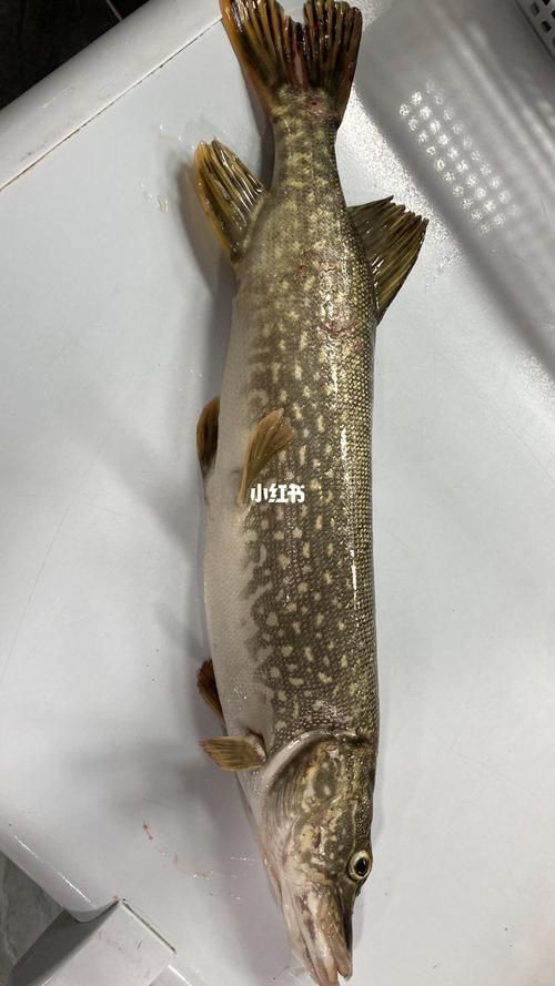 狗魚牙齒圖片：探秘長壽魚種——狗魚的獨特特征與生存之道