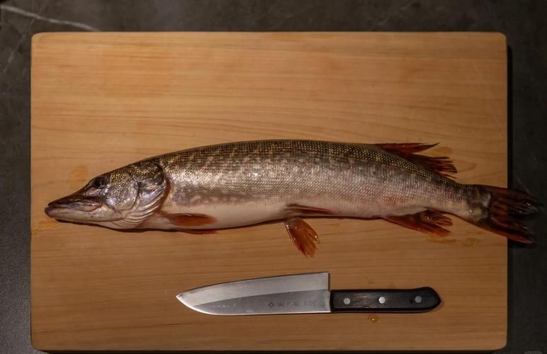 狗魚牙齒圖片：探秘長壽魚種——狗魚的獨特特征與生存之道
