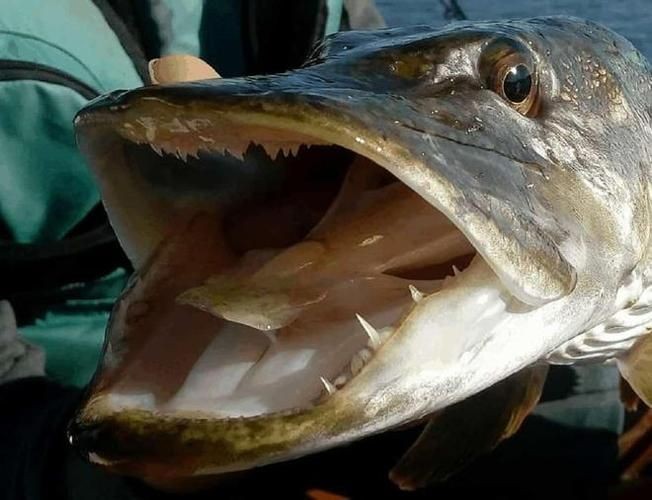 狗魚牙齒圖片：探秘長壽魚種——狗魚的獨特特征與生存之道
