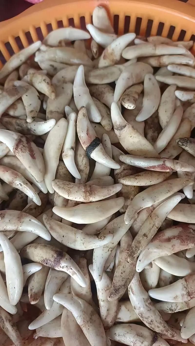 狗魚牙齒圖片：探秘長壽魚種——狗魚的獨特特征與生存之道