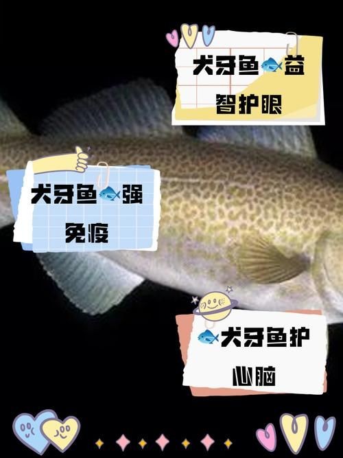 狗魚牙齒圖片：探秘長壽魚種——狗魚的獨特特征與生存之道