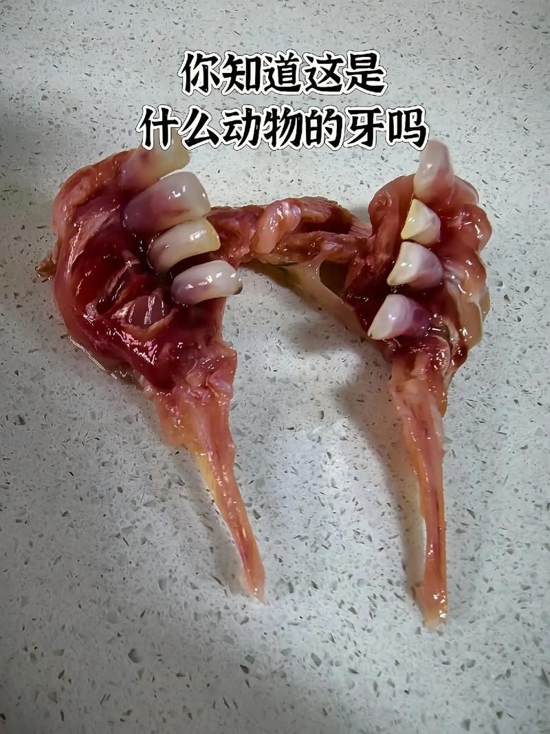 狗魚牙齒圖片：探秘長壽魚種——狗魚的獨特特征與生存之道