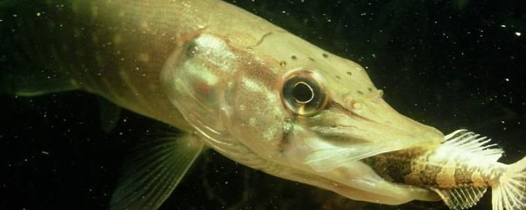 狗魚牙齒圖片：探秘長壽魚種——狗魚的獨特特征與生存之道