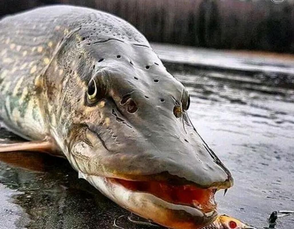 狗魚牙齒圖片：探秘長壽魚種——狗魚的獨特特征與生存之道