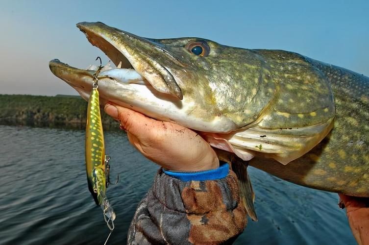 狗魚牙齒圖片：探秘長壽魚種——狗魚的獨特特征與生存之道