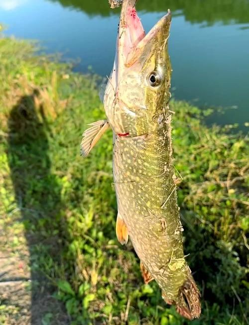 狗魚牙齒圖片：探秘長壽魚種——狗魚的獨特特征與生存之道