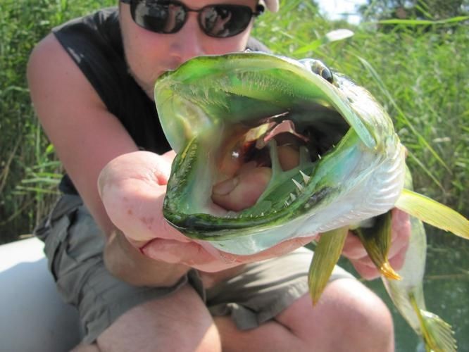 狗魚牙齒圖片：探秘長壽魚種——狗魚的獨特特征與生存之道