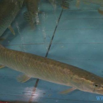 狗魚牙齒圖片：探秘長壽魚種——狗魚的獨特特征與生存之道