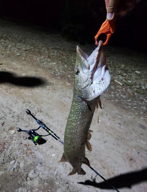狗魚牙齒圖片：探秘長壽魚種——狗魚的獨特特征與生存之道