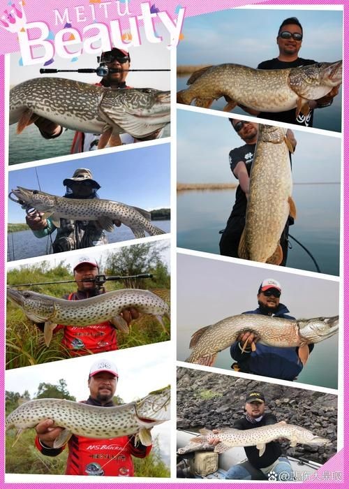 狗魚牙齒圖片：探秘長壽魚種——狗魚的獨特特征與生存之道