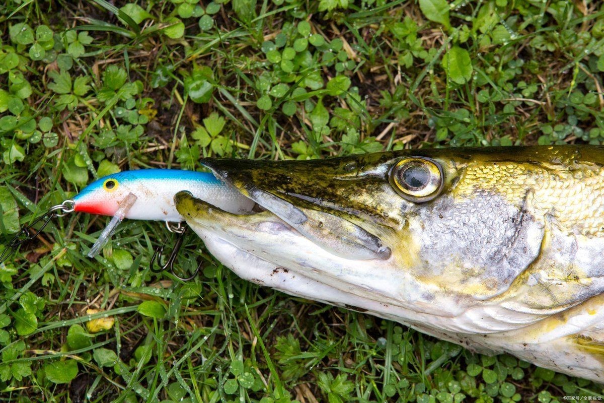 狗魚牙齒圖片：探秘長壽魚種——狗魚的獨特特征與生存之道