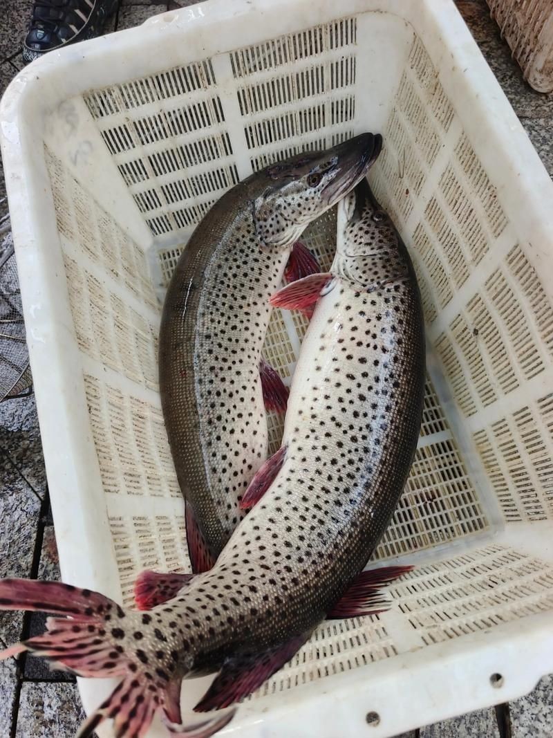 狗魚牙齒圖片：探秘長壽魚種——狗魚的獨特特征與生存之道