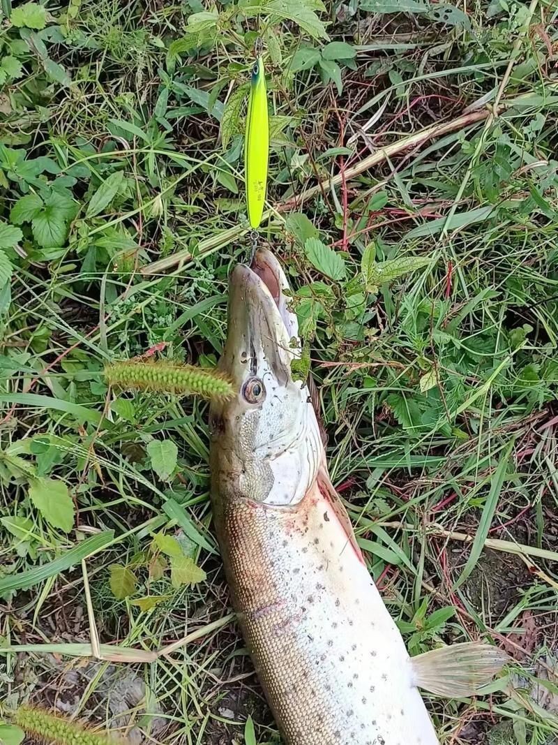 狗魚牙齒圖片：探秘長壽魚種——狗魚的獨特特征與生存之道