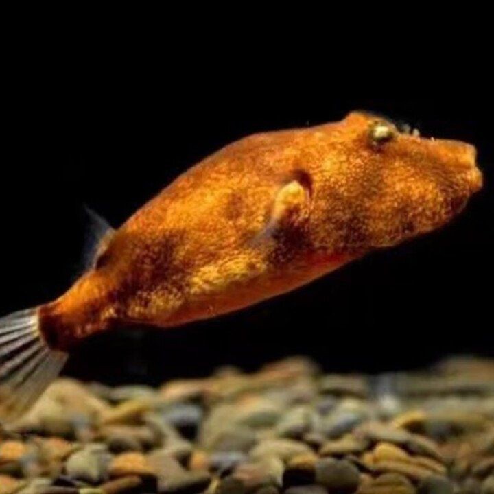 狗頭魚一般價格表：狗頭魚價格受多種因素影響狗頭魚價格受多種因素影響
