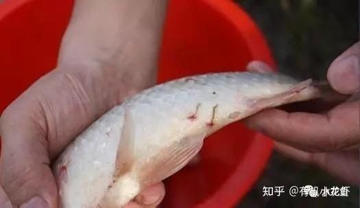 軍魚寄生蟲多嗎：軍魚寄生蟲的種類、危害、預防措施及安全食用建議