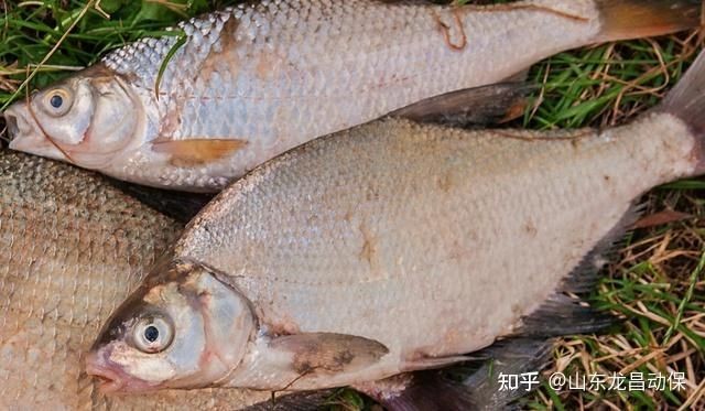 軍魚寄生蟲多嗎：軍魚寄生蟲的種類、危害、預防措施及安全食用建議