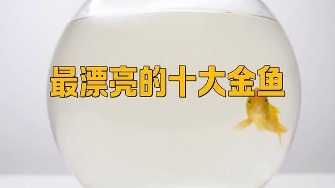 中國十大名貴金魚：中國十大名貴金魚品種