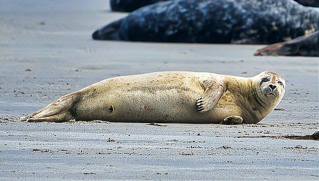 海豹吃魚嗎？：海豹的食性及相關生態特征：海豹的食性及相關生態特征
