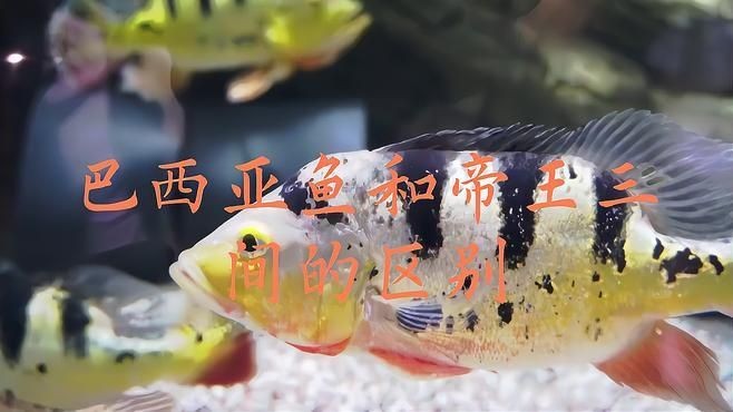 皇冠三間和帝王三間區別：皇冠三間與帝王三間同屬慈鯛科熱門觀賞魚存在差異