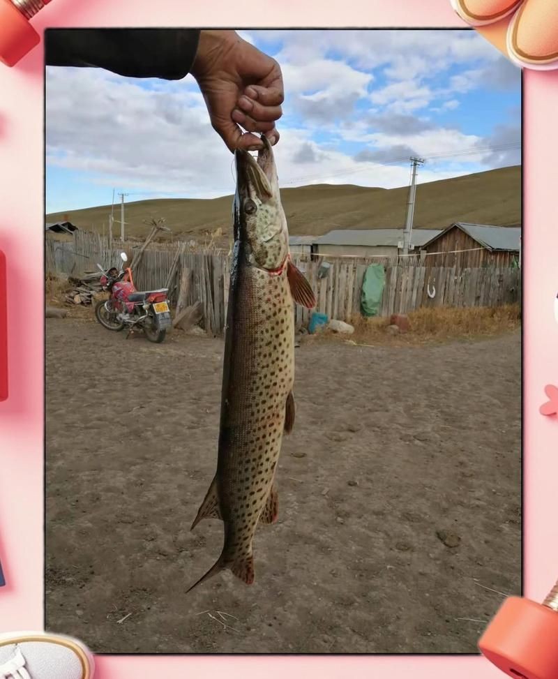 狗仔魚長啥樣：狗仔魚的特征與生態習性具有鮮明特征與生存之道 狗仔魚長啥樣：狗仔魚的特征與生態習性具有鮮明特征與生存之道 龍魚論壇 第4張