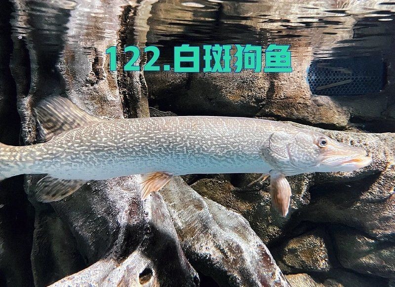 狗仔魚長啥樣：狗仔魚的特征與生態習性具有鮮明特征與生存之道 狗仔魚長啥樣：狗仔魚的特征與生態習性具有鮮明特征與生存之道 龍魚論壇 第5張