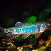 光特億濾材怎么樣：光特億3dm環濾材助力輕松養魚優化過濾系統超省心